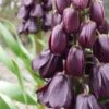 Fritillaria 'Purple Dynamite' -Flowers Sales Store fritillaria purple dynamite 9