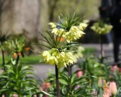 Fritillaria 'Raddeana' -Flowers Sales Store fritillaria raddeana 1