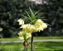 Fritillaria 'Raddeana' -Flowers Sales Store fritillaria raddeana 2