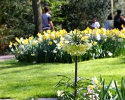 Fritillaria 'Raddeana' -Flowers Sales Store fritillaria raddeana 6
