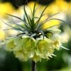 Fritillaria 'Raddeana' -Flowers Sales Store fritillaria raddeana 8