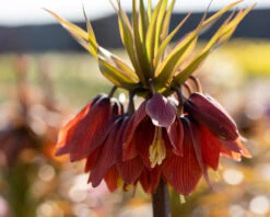 Fritillaria 'Red Beauty' 8 Fritillaria 'Red Beauty' -Flowers Sales Store fritillaria red beauty 2