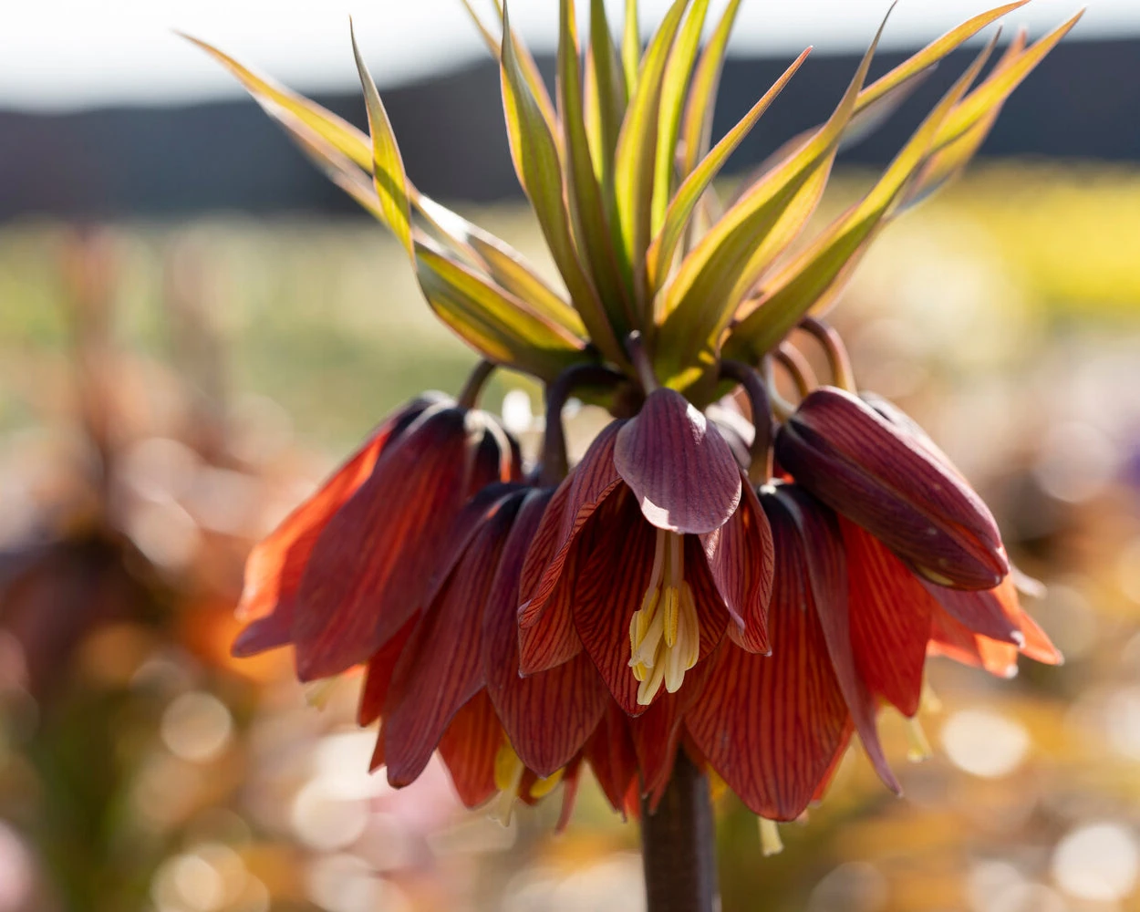Fritillaria 'Red Beauty' 5 Fritillaria 'Red Beauty' - Image 3