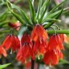 Fritillaria 'Red Beauty' 1 Fritillaria 'Red Beauty' -Flowers Sales Store fritillaria red beauty 3 3a838d29 cf8f 4990 9f44 86e4571a3e45