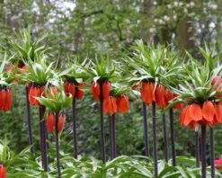 Fritillaria Imperialis 'Rubra' 14 Fritillaria Imperialis 'Rubra' -Flowers Sales Store fritillaria rubra 2