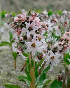 Fritillaria Stenanthera -Flowers Sales Store fritillaria stenanthera 1