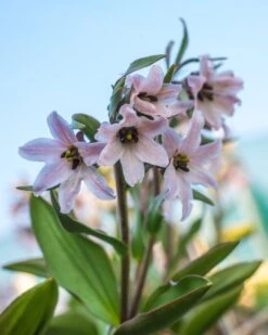 Fritillaria Stenanthera -Flowers Sales Store fritillaria stenanthera 2