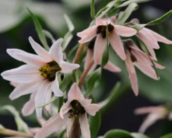 Fritillaria Stenanthera -Flowers Sales Store fritillaria stenanthera 3