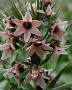 Fritillaria Stenanthera -Flowers Sales Store fritillaria stenanthera 4