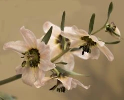 Fritillaria Stenanthera -Flowers Sales Store fritillaria stenanthera 5