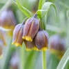 Fritillaria Uva-vulpis -Flowers Sales Store fritillaria uva vulpis 0