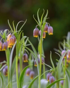 Fritillaria Uva-vulpis -Flowers Sales Store fritillaria uva vulpis 1