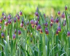 Fritillaria Uva-vulpis -Flowers Sales Store fritillaria uva vulpis 2