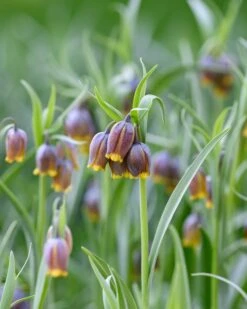 Fritillaria Uva-vulpis -Flowers Sales Store fritillaria uva vulpis 3