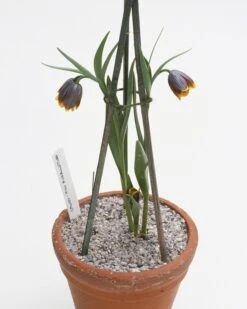 Fritillaria Uva-vulpis -Flowers Sales Store fritillaria uva vulpis 6