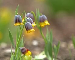 Fritillaria Uva-vulpis -Flowers Sales Store fritillaria uva vulpis 8