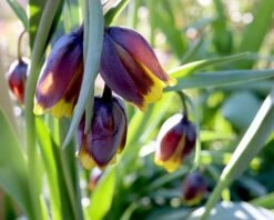 Fritillaria Uva-vulpis -Flowers Sales Store fritillaria uva vulpis 9