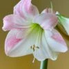 Amaryllis 'Apple Blossom' 2 Amaryllis 'Apple Blossom' -Flowers Sales Store hippeastrum apple blossom 8