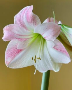 Amaryllis 'Apple Blossom'