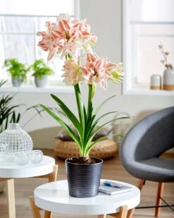 Amaryllis 'Dancing Queen' 10 Amaryllis 'Dancing Queen' -Flowers Sales Store hippeastrum dancing queen 4