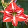 Amaryllis 'Minerva' -Flowers Sales Store hippeastrum minerva 8