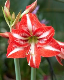 Amaryllis 'Minerva'