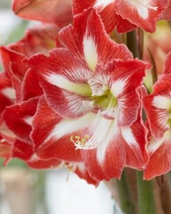 Amaryllis 'Minerva' -Flowers Sales Store hippeastrum minerva 9