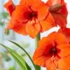 Amaryllis 'Orange Souvereign' 1 Amaryllis 'Orange Souvereign' -Flowers Sales Store hippeastrum orange souvereign 4