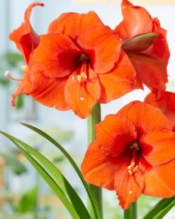 Amaryllis 'Orange Souvereign'