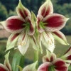 Amaryllis 'Papilio' -Flowers Sales Store hippeastrum papilio 1