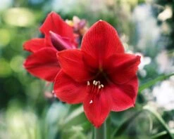 Amaryllis 'Red Lion' 7 Amaryllis 'Red Lion' -Flowers Sales Store hippeastrum red lion 4