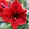 Amaryllis 'Red Lion' 2 Amaryllis 'Red Lion' -Flowers Sales Store hippeastrum red lion 5
