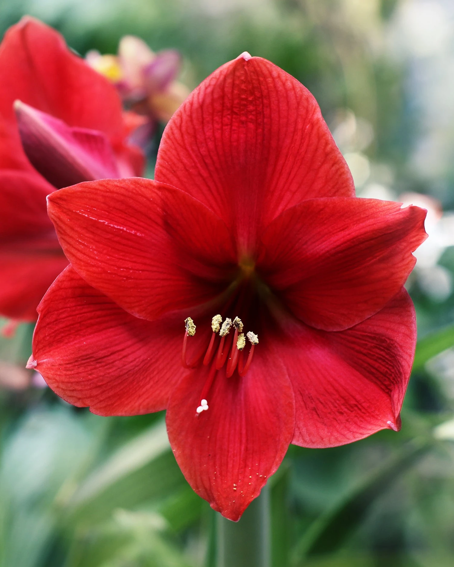 Amaryllis 'Red Lion' 3 Amaryllis 'Red Lion'