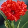 Amaryllis 'Red Peacock' -Flowers Sales Store hippeastrum red peacock 0 94088531 c7d6 4164 8dc5 8092c874055c