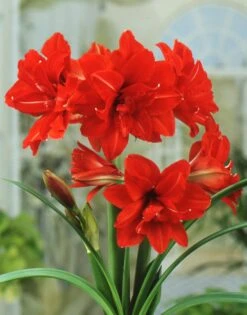 Amaryllis 'Red Peacock' -Flowers Sales Store hippeastrum red peacock 1