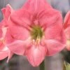Amaryllis 'Susan' 1 Amaryllis 'Susan' -Flowers Sales Store hippeastrum susan 1
