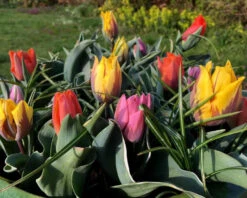 Tulip Collection 'Irene's Heirloom' 24 Tulip Collection 'Irene's Heirloom' -Flowers Sales Store irene s heirloom tulip collection 10