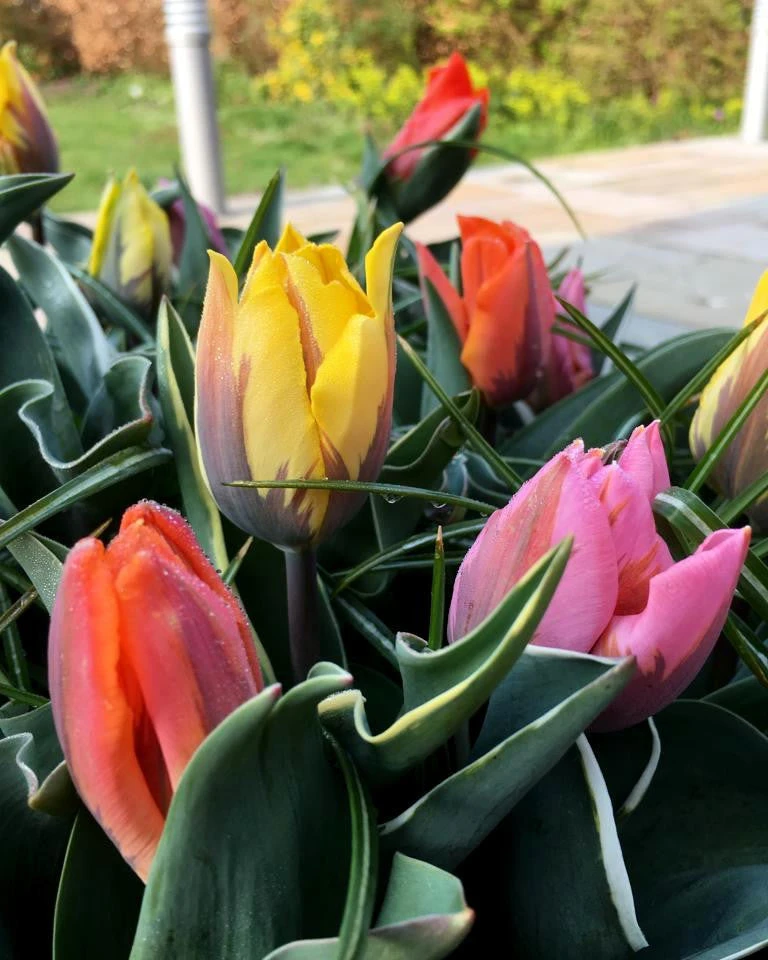 Tulip Collection 'Irene's Heirloom' 8 Tulip Collection 'Irene's Heirloom' - Image 6