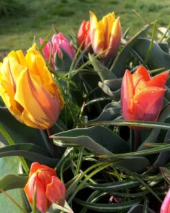 Tulip Collection 'Irene's Heirloom' 26 Tulip Collection 'Irene's Heirloom' -Flowers Sales Store irene s heirloom tulip collection 12