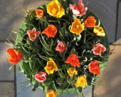 Tulip Collection 'Irene's Heirloom' 18 Tulip Collection 'Irene's Heirloom' -Flowers Sales Store irene s heirloom tulip collection 8