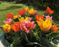 Tulip Collection 'Irene's Heirloom' 22 Tulip Collection 'Irene's Heirloom' -Flowers Sales Store irene s heirloom tulip collection 9