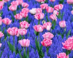 Collection 'Magenta Magic' -Flowers Sales Store magic magenta 2