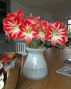 Amaryllis 'Minerva' -Flowers Sales Store minerva2