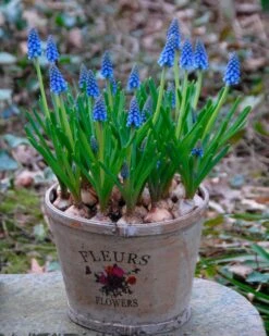 Muscari Armeniacum -Flowers Sales Store muscari armeniacum 10