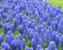 Muscari Armeniacum -Flowers Sales Store muscari armeniacum 12