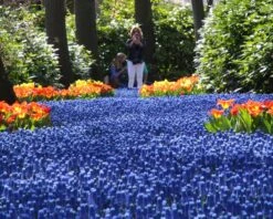 Muscari Armeniacum -Flowers Sales Store muscari armeniacum 7