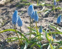 Muscari 'Baby's Breath' -Flowers Sales Store muscari baby s breath 1