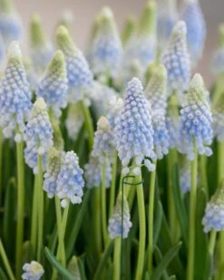 Muscari 'Baby's Breath' -Flowers Sales Store muscari baby s breath 2