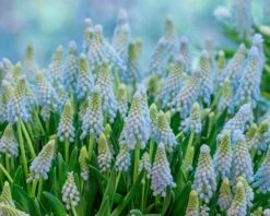 Muscari 'Baby's Breath' -Flowers Sales Store muscari baby s breath 3