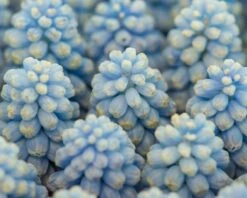 Muscari 'Baby's Breath' -Flowers Sales Store muscari baby s breath 4